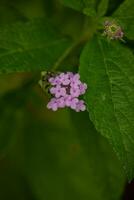 Lantana Blumen sind ein Spezies von Schön, mehrjährig blühen Pflanze im das Eisenkraut Familie foto