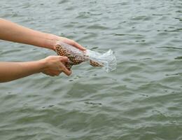 Hände Frauen Fütterung Fisch Pellets foto