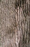 laubabwerfend Baum bellen. strukturell Hintergrund foto