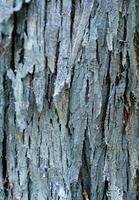 laubabwerfend Baum bellen. strukturell Hintergrund foto