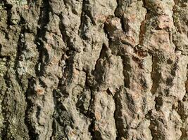 laubabwerfend Baum bellen. strukturell Hintergrund foto