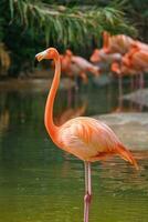 amerikanisch Flamingo phoenicopterus ruber Vogel foto