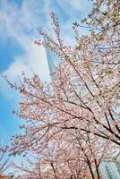 Blühen Sakura Kirsche blühen Gasse im Park foto
