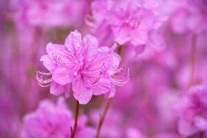 Rhododendron Mucronulatum Koreanisch Rhododendron Blume foto