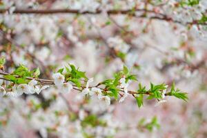 Blühen Sakura Kirsche blühen foto