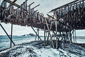 Trocknen Flocken zum Stockfisch Kabeljau Fisch im Winter. Lofoten Inseln, foto