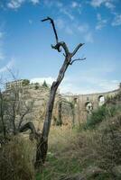 ein Bild von das Brücke Kreuzung beim Ronda Hintergrund mit ein verbrannt Baum Vordergrund foto