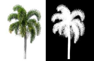 Grün Palme Baum isoliert auf Weiß Hintergrund mit Ausschnitt Pfad und Alpha Kanal auf schwarz Hintergrund. foto