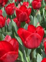 rot Tulpe schließen oben im Gulhan Park, Istanbul. Blumen- Hintergrund foto