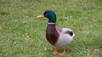 Ente im Gras foto