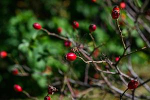 Libelle ruht auf den Zweigen einer Hagebutte mit roten Beeren foto