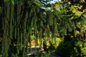 Zweig der europäischen Fichte oder Picea abies. Sorte Virgata foto