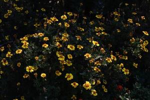 gelbe Coreopsisblüte mit dunklem Zentrum foto