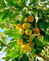 Mandarin Baum mit reif Früchte. Ast mit Mandarinen und Blätter im Gewächshaus. foto