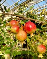 Granatapfel Früchte wachsen auf Granatapfel Baum im Sommer- Innen- Garten oder Gewächshaus. Nahansicht. foto