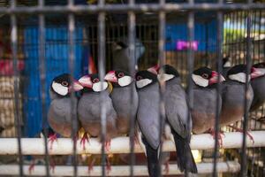 javanisch Spatz. Vögel im Käfige zum Verkauf beim Tier Markt foto