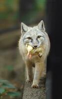 Porträt von Korsak Fuchs im Zoo foto