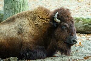 Porträt von amerikanisch Bison im Zoo foto