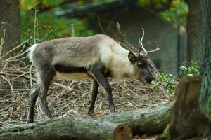 Porträt von Rentier im Zoo foto