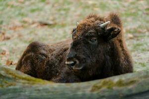 Porträt von amerikanisch Bison im Zoo foto