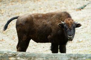 Porträt von amerikanisch Bison im Zoo foto