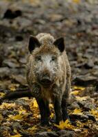 Porträt von wild Eber im Zoo foto