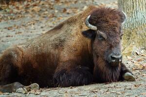 Porträt von amerikanisch Bison im Zoo foto