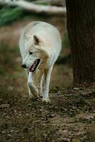 Porträt von Arktis Wolf im Zoo foto