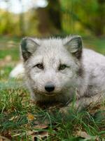 Porträt von Arktis Fuchs im Zoo foto