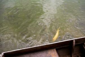 Oberflächenbewegung des Wassers durch schwimmende Fische foto