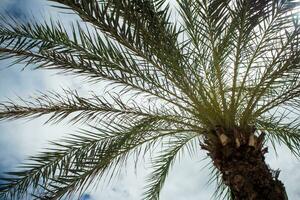 unter der palme sonnenlicht und blauer himmel foto