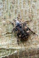 behaart Käfer Skarabäus kriechen auf das Kofferraum von das Baum foto