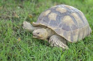 Seite Aussicht groß Schildkröte Gehen auf Gras. foto