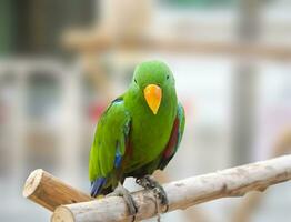 Grün Papagei Porträt isoliert und thront auf Holz. Psittacidae foto