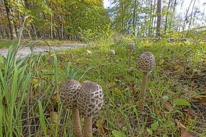 Bild von ein Gruppe von Sonnenschirm Pilze im ein Wald Clearing im Herbst foto