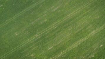 schön Aussicht von endlos Grün landwirtschaftlich Feld auf wolkig Frühling Tag. Drohne fliegend Über Weizen Feld Ernte Pflanzen im das Landschaft. Grün Weizen auf ein Weizen Feld. foto