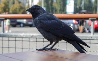 Nahaufnahme eines schwarzen Vogels, einer Krähe, die auf einem Holztisch steht foto