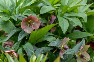 schön Blühen Helleborus auf ein Frühling Tag, Helleborus Orient foto