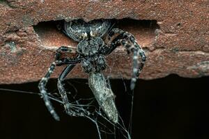 Spinne Wraps das Faden um das gefangen Beute. foto