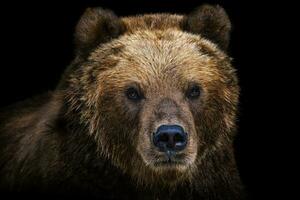 Vorderseite Aussicht von braun Bär isoliert auf schwarz Hintergrund. Porträt von Kamtschatka tragen. ursus Arctos beringianus foto