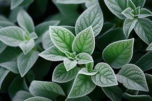 Grün Blätter von Pflanzen bedeckt mit Frost. generativ ai foto