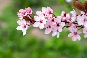 Kirsche blühen Ast im Frühling foto