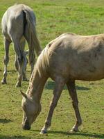 Pferde auf ein Feld im Westfalen foto