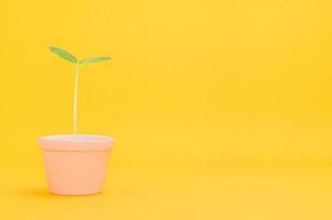 Pflanze in einen Topf auf gelbem Hintergrund foto