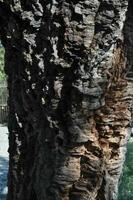 dunkel braun Baum Rinde Holz Textur Hintergrund foto