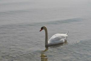 weißer schwan vogel tier foto