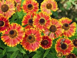 leuchtend orange und gelbe gemeinsame Deckenblumen foto