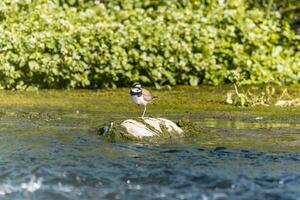 Vogel - - wenig klingelte Regenpfeifer charadrius Zweifel im das wild foto