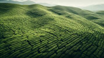 ai generiert Grün Tee Plantage, oben Aussicht Textur foto