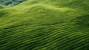 ai generiert Grün Tee Plantage, oben Aussicht Textur foto